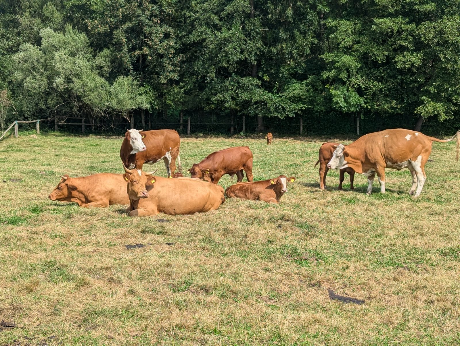 Rinder und Kälber auf einer Weide bei St. Wolfgang